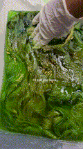 28” Lace Frontal - Custom-Colored Lime & Emerald Green Ombré Wig | Worn by PinkyDoll in VIP